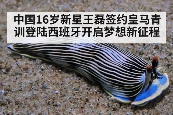 中国16岁新星王磊签约皇马青训登陆西班牙开启梦想新征程